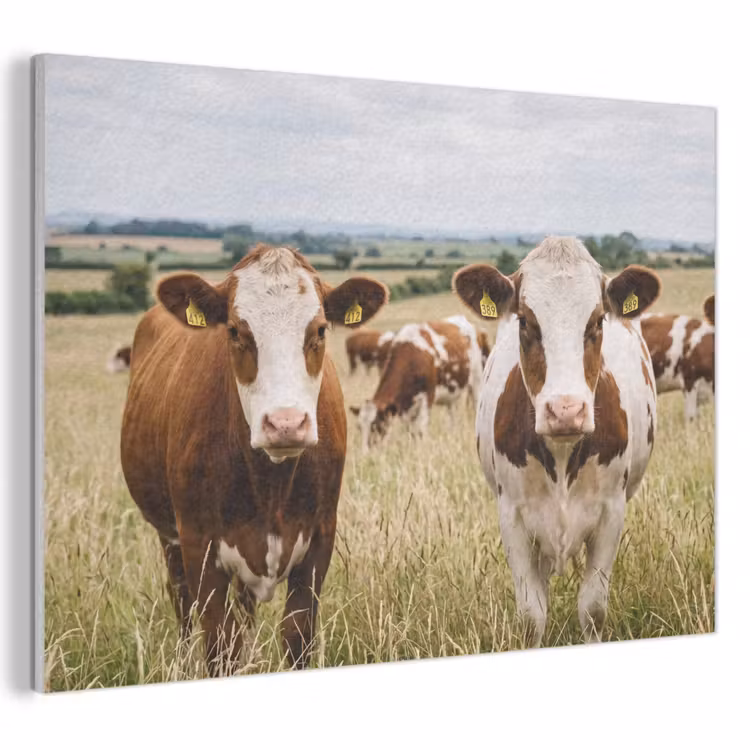 Akoestisch schilderij - Koeien - Portret - Weide - Boerderij - Nieuwsgierig