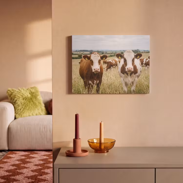Akoestisch schilderij - Koeien - Portret - Weide - Boerderij - Nieuwsgierig — 2