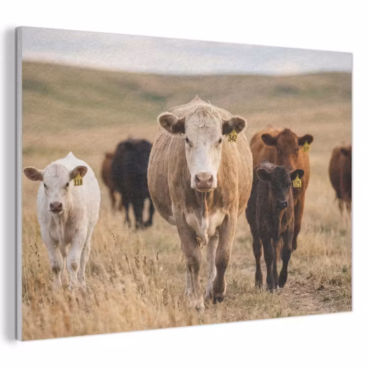Akoestisch schilderij - Runderen - Kudde - Landschap - Weide - Rustig