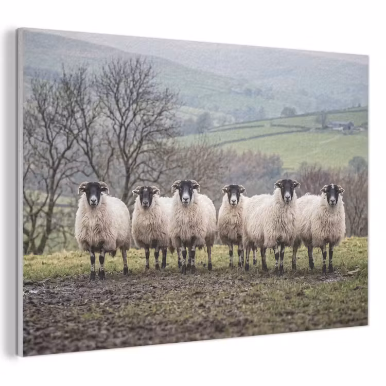 Akoestisch schilderij - Schapen - Rij - Weide - Dieren - Platteland