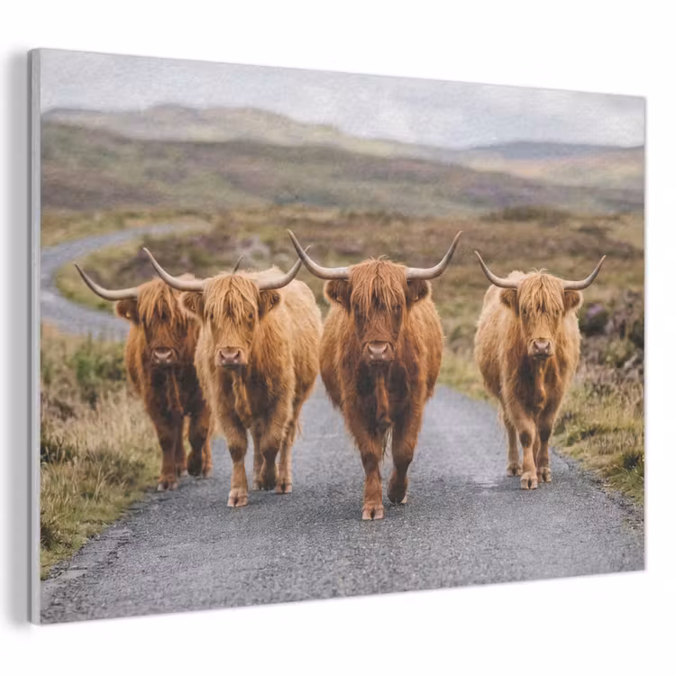 Akoestisch schilderij - Schotse Hooglanders - Weg - Landschap - Kudde