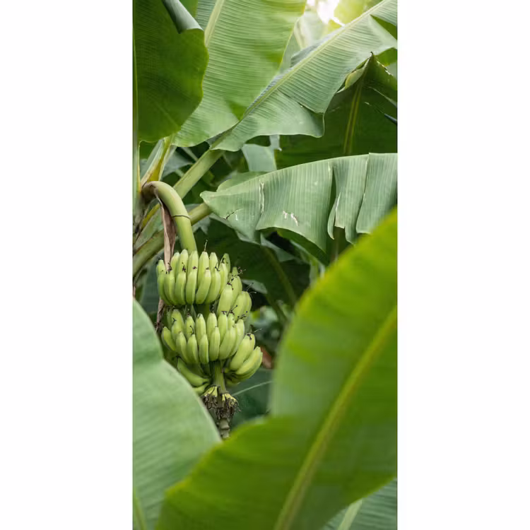 Behang - Eten - Bananen - Plantage - Groen — 2