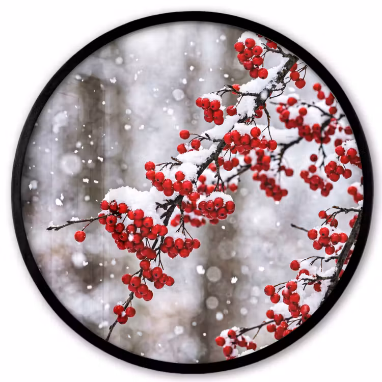 Ronde fotolijst - Bessen - Takken - Sneeuw - Winter - Kleurrijk — 1
