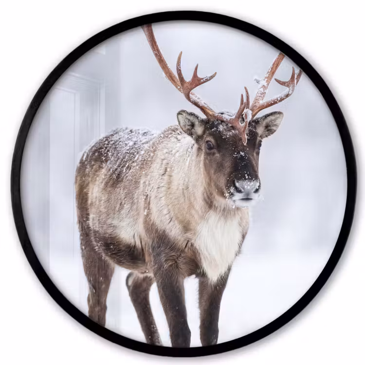 Ronde fotolijst - Rendier - Gewei - Toendra - Sneeuw - Wild — 1