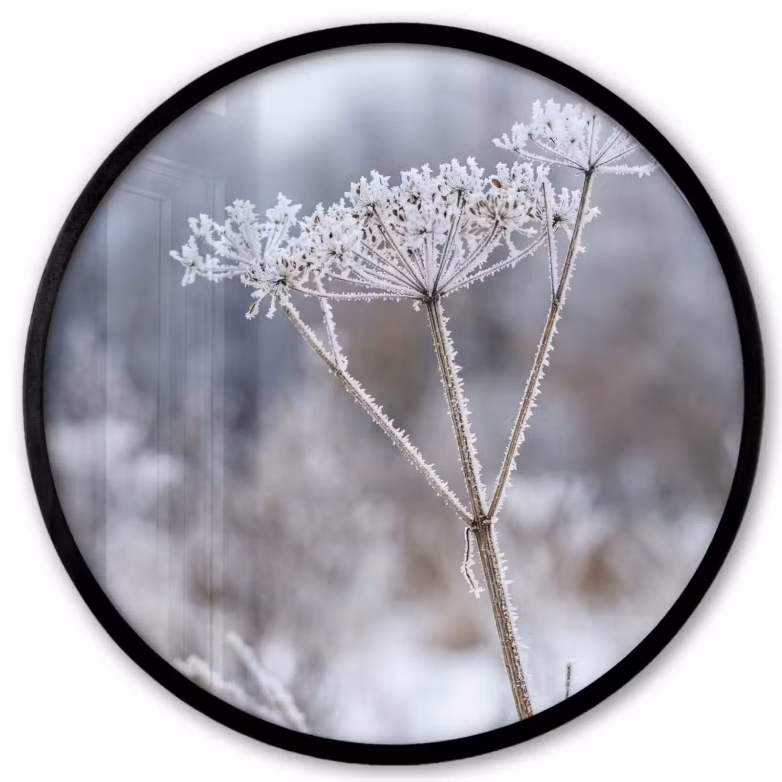 Ronde fotolijst - Schermbloem - Rijp - Kristallen - Winter - Delicaat — 1