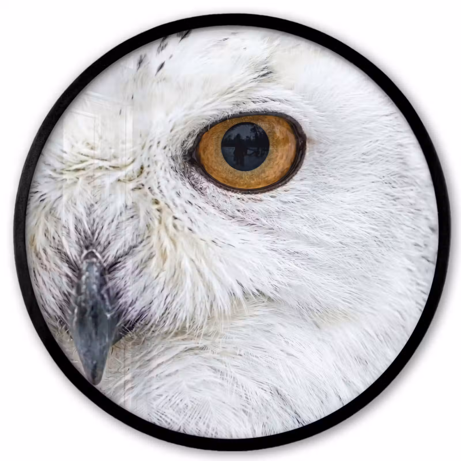 Ronde fotolijst - Sneeuwuil - Oog - Wildlife - Wit — 1