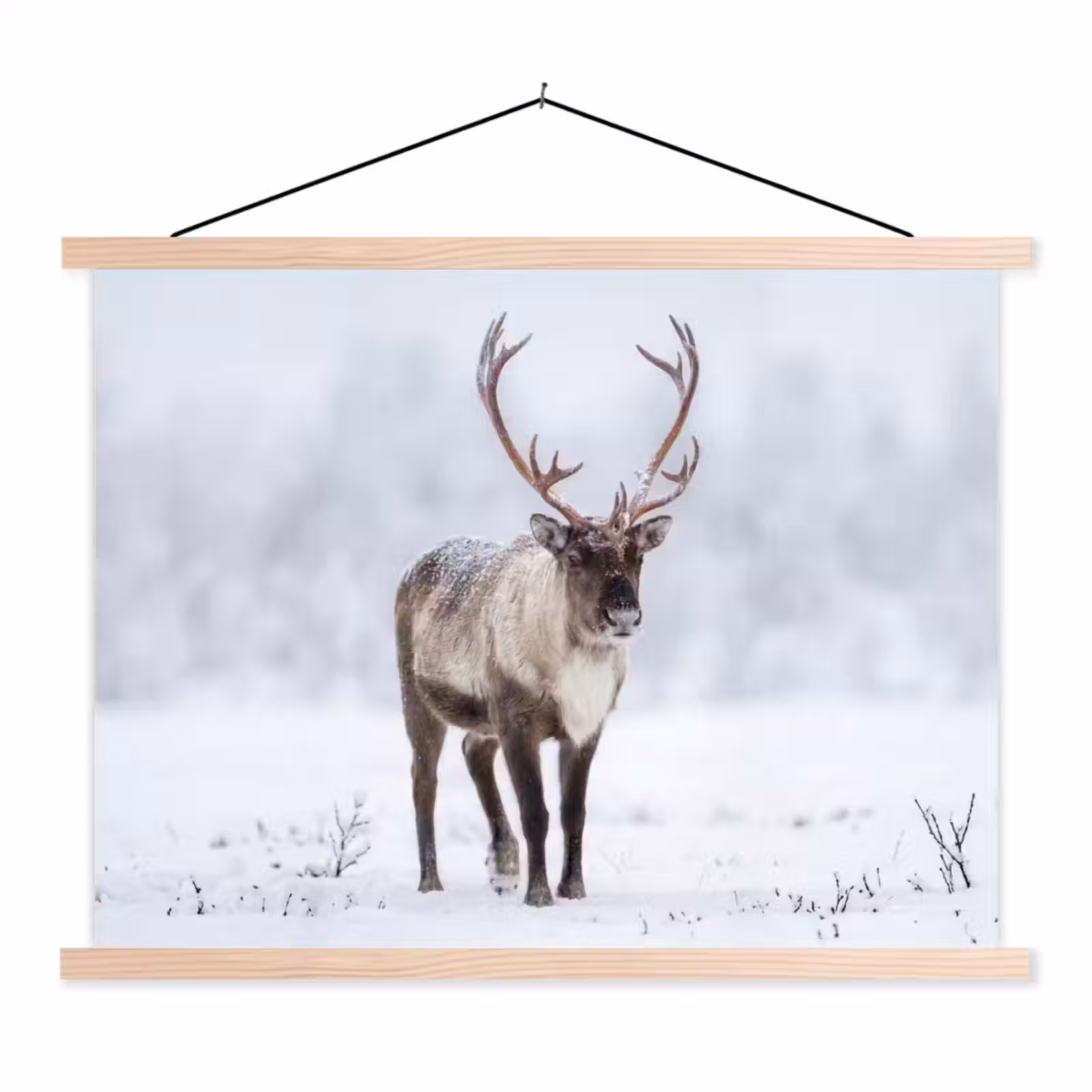 Schoolplaat - Rendier - Gewei - Toendra - Sneeuw - Wild — 1