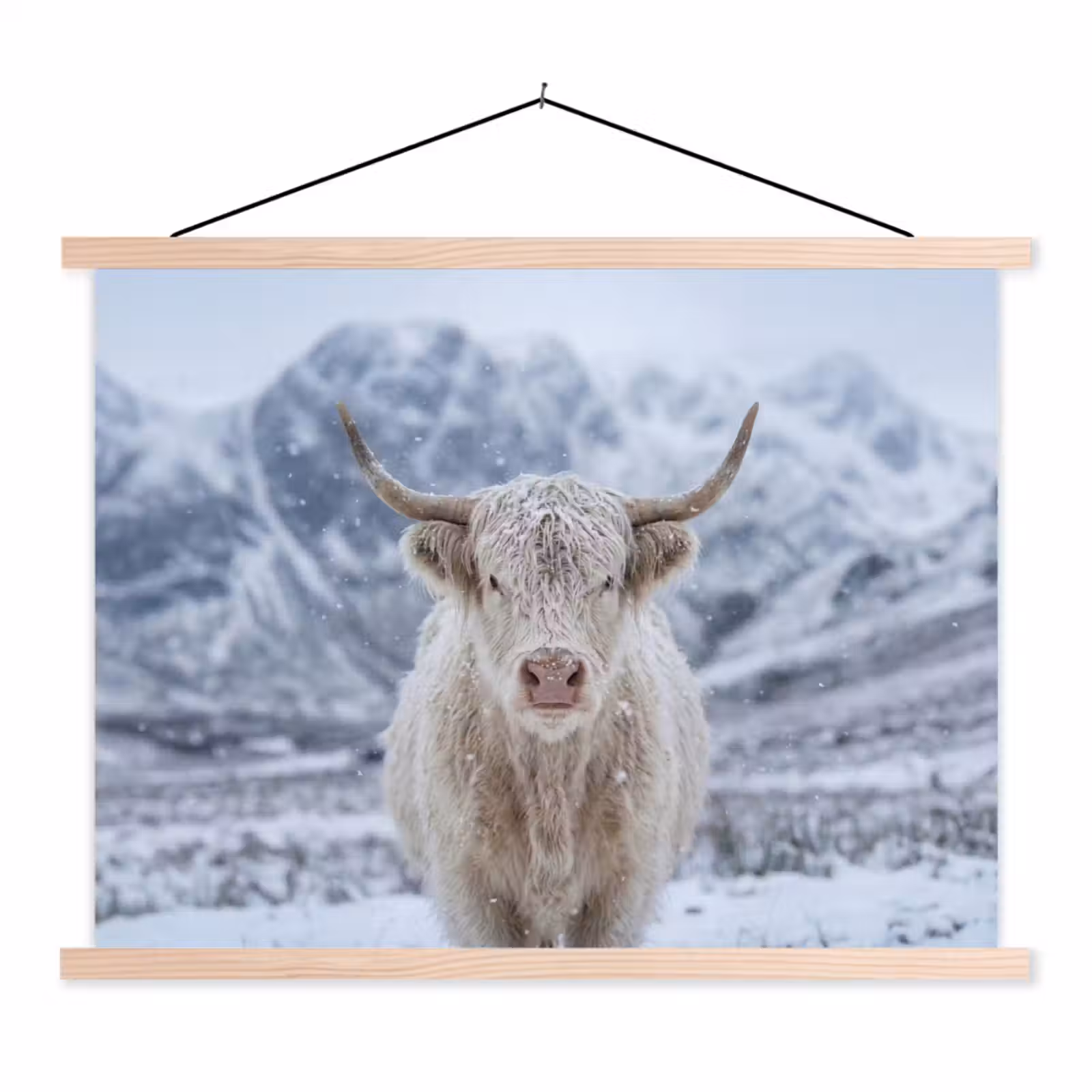 Schoolplaat - Schotse Hooglander - Sneeuw - Bergen - Winter — 1