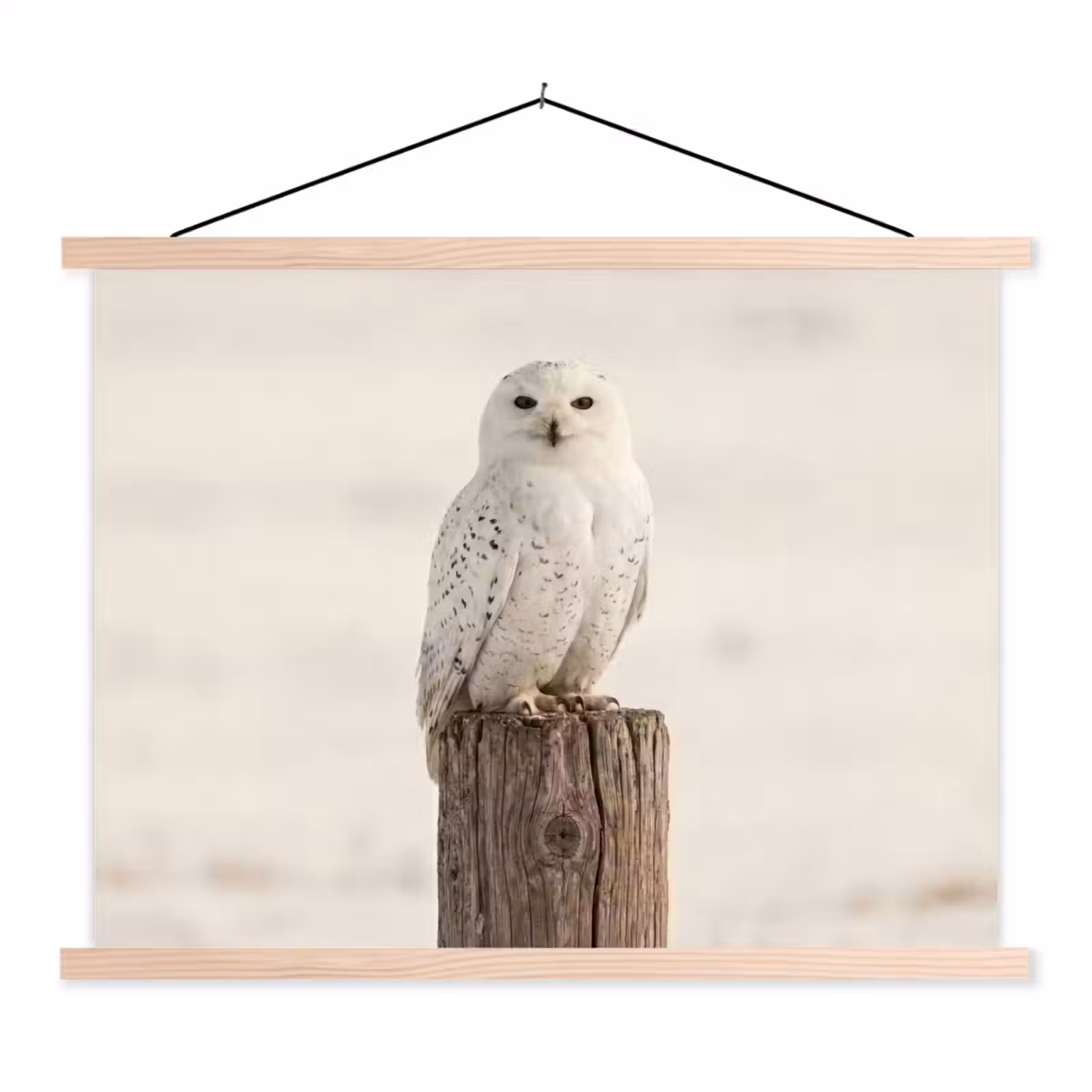 Schoolplaat - Sneeuwuil - Paal - Winter - Portret - Majestueus — 1