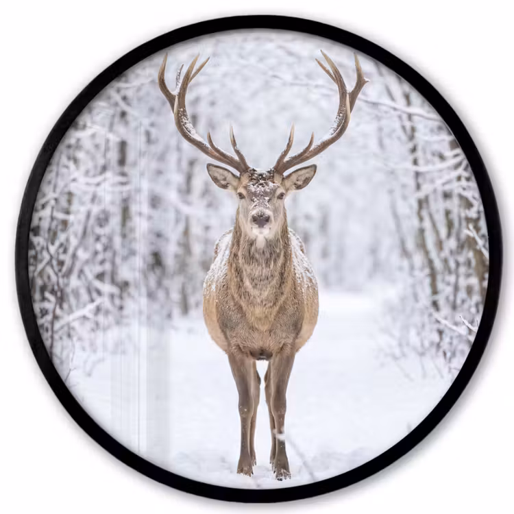 Ronde fotolijst - Hert - Winter - Bos - Natuur - Wit — 1