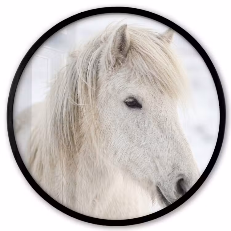 Ronde fotolijst - Paard - Kop - Winter - Dieren - Wit — 1