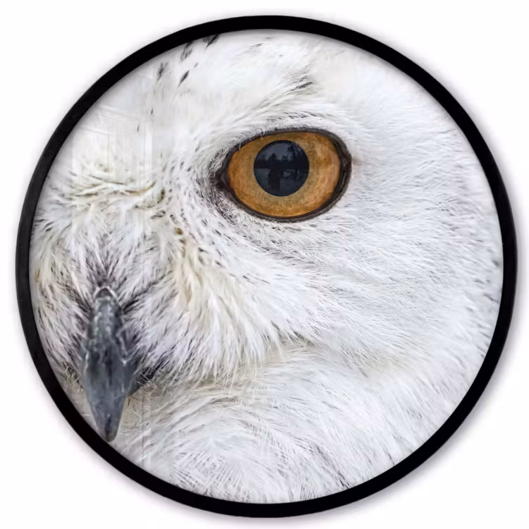 Ronde fotolijst - Sneeuwuil - Oog - Wildlife - Wit — 1