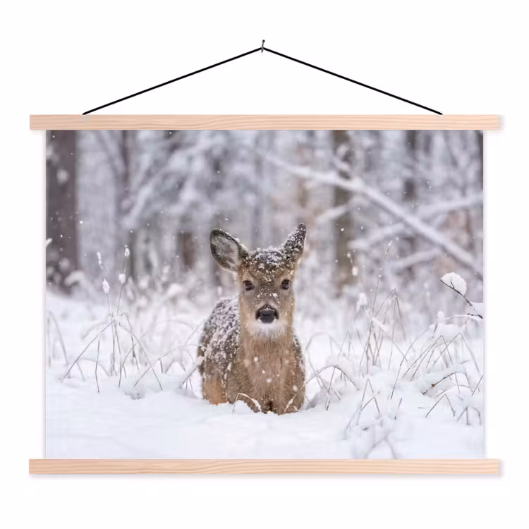 Schoolplaat - Hert - Sneeuw - Bos - Dieren - Vertederend — 1