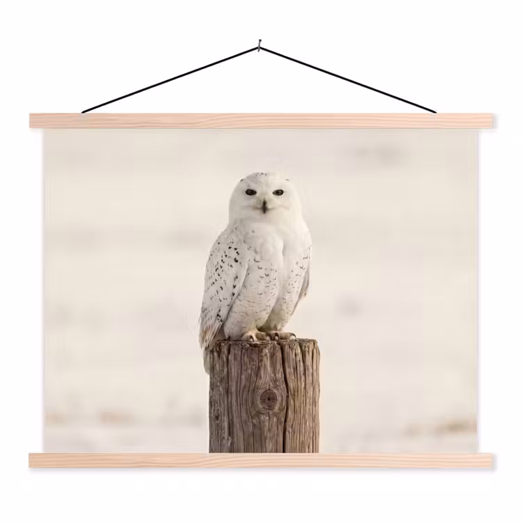 Schoolplaat - Sneeuwuil - Paal - Winter - Portret - Majestueus — 1