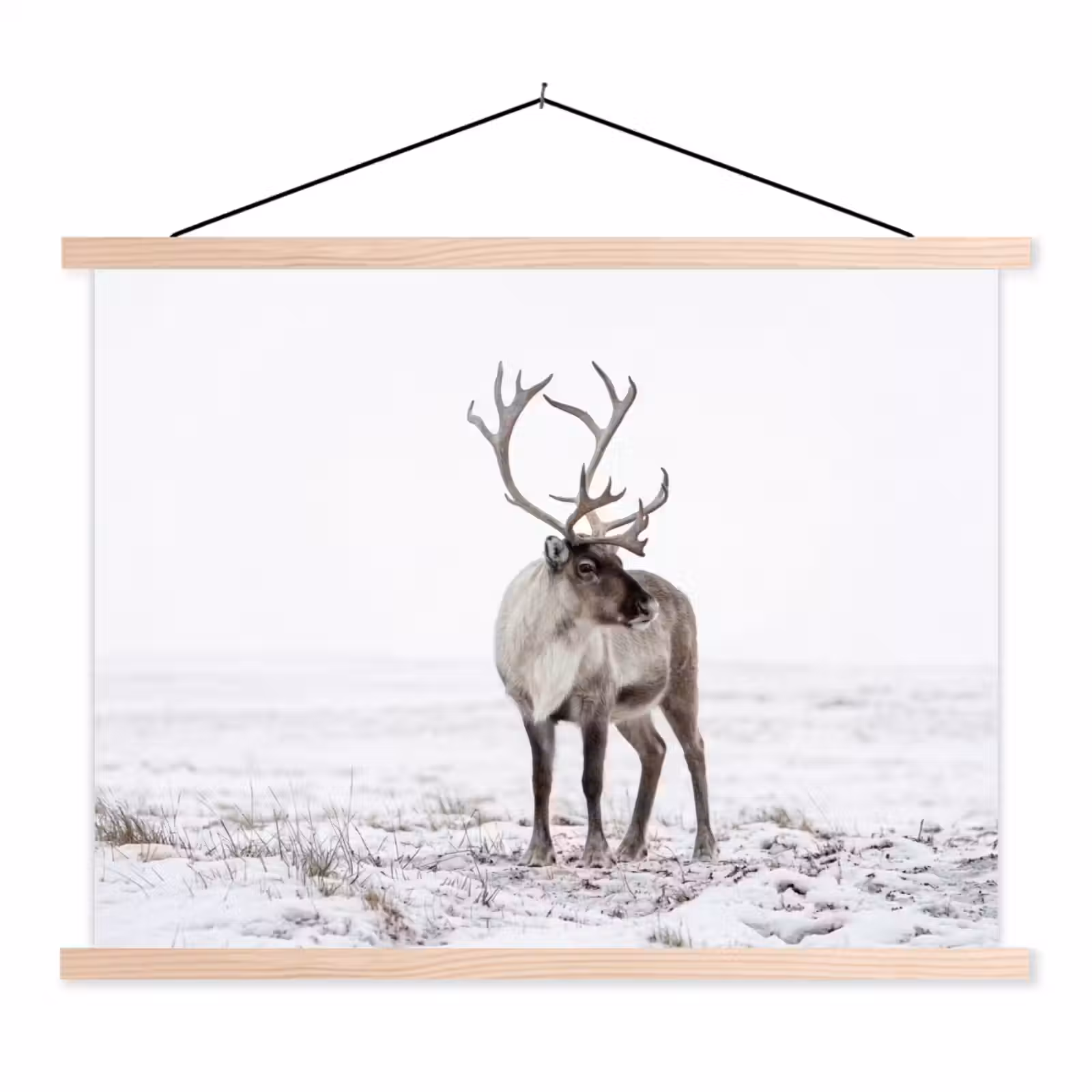 Schoolplaat - Rendier - Gewei - Sneeuw - Winter — 1