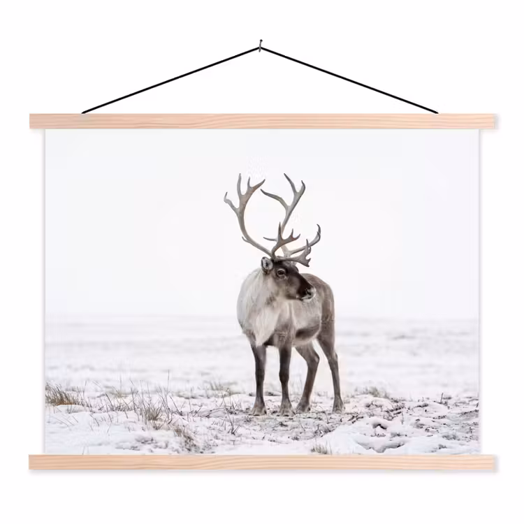 Schoolplaat - Rendier - Gewei - Sneeuw - Winter — 1