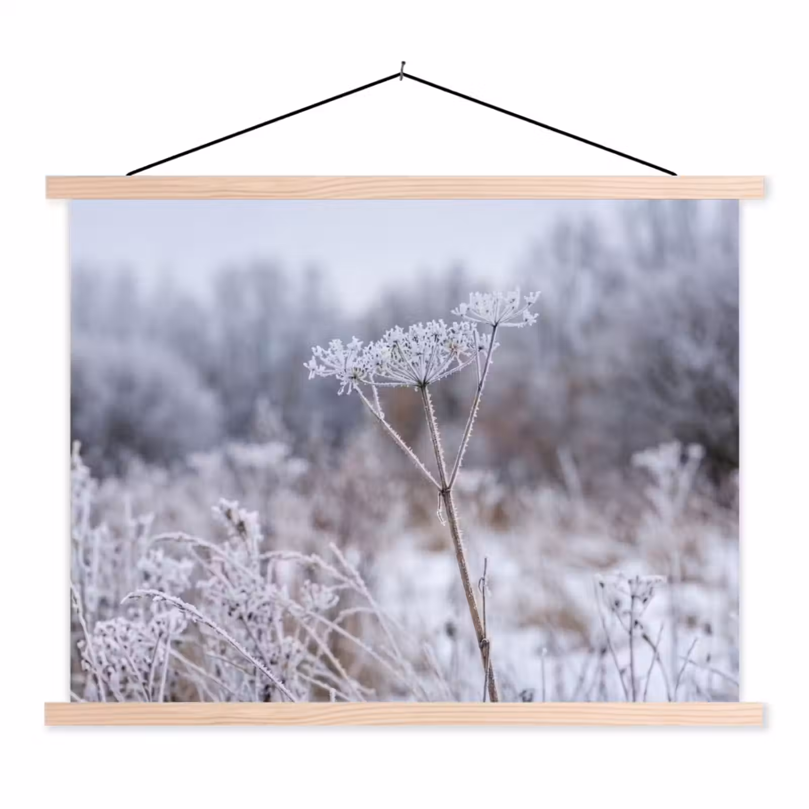 Schoolplaat - Schermbloem - Rijp - Kristallen - Winter - Delicaat — 1