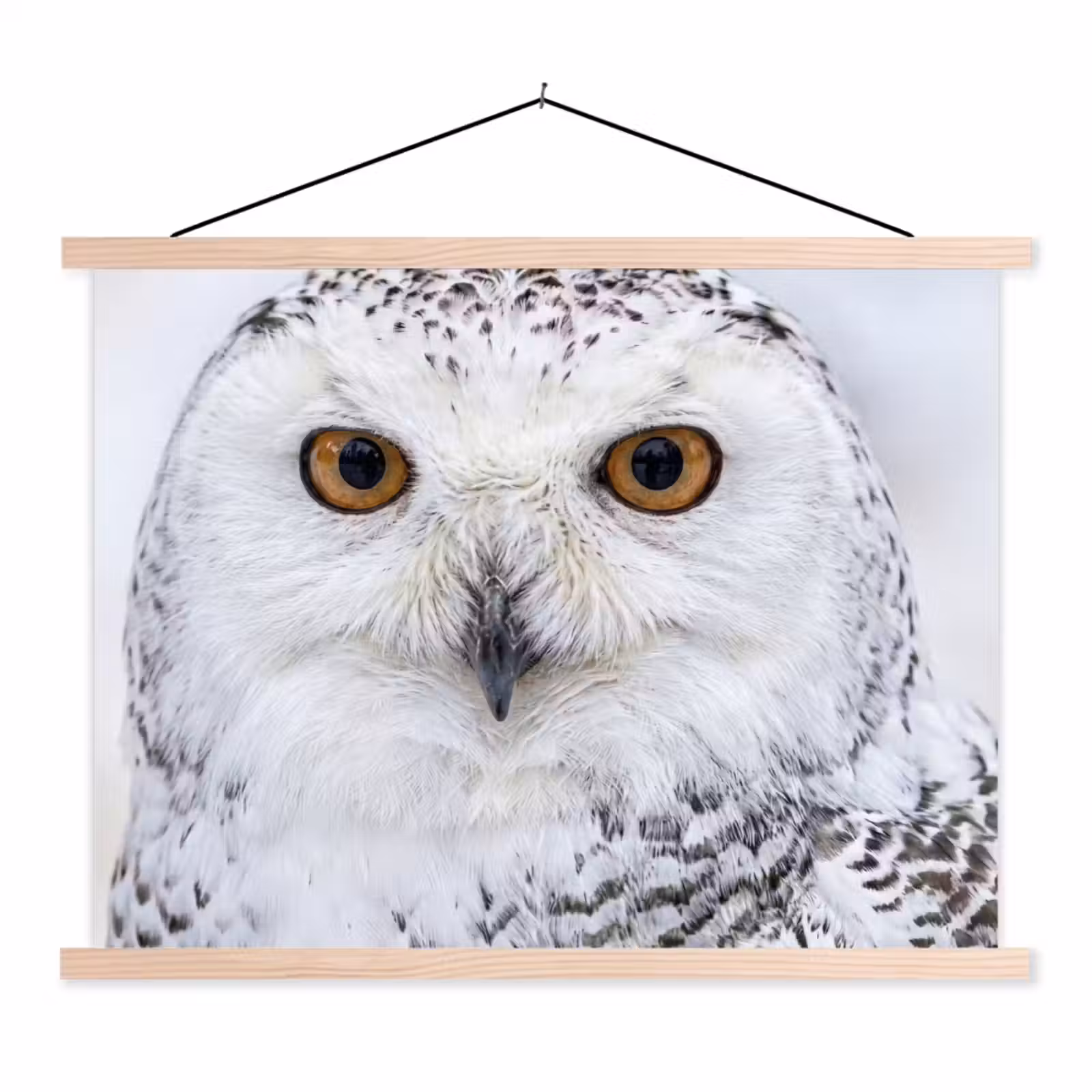 Schoolplaat - Sneeuwuil - Oog - Wildlife - Wit — 1