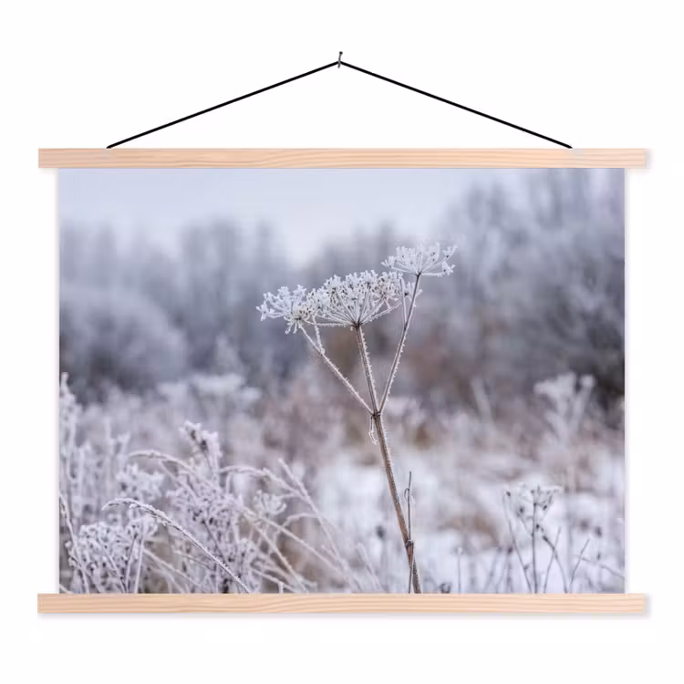 Schoolplaat - Schermbloem - Rijp - Kristallen - Winter - Delicaat — 1