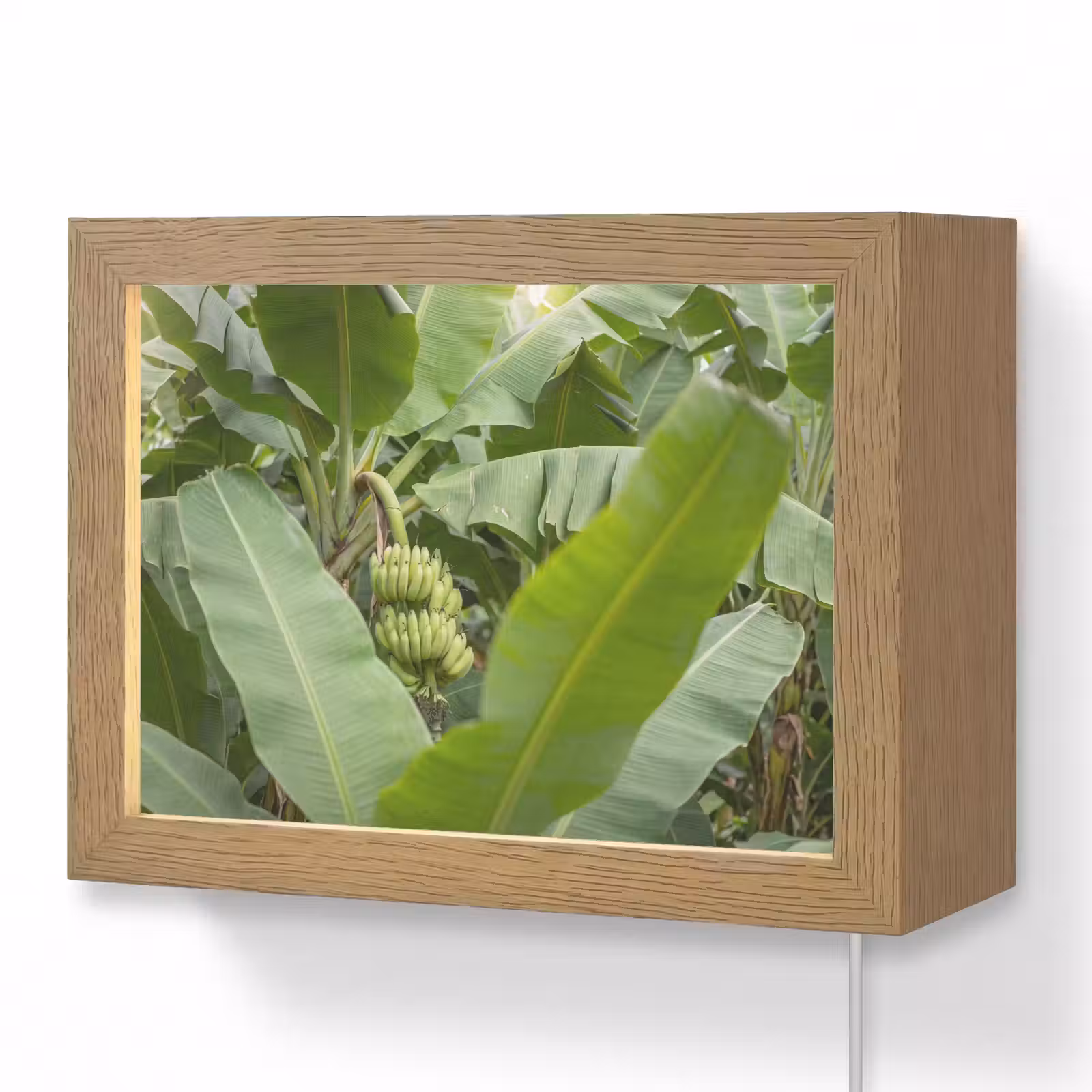 Lightbox - Wandlamp - Eten - Bananen - Plantage - Groen — 1