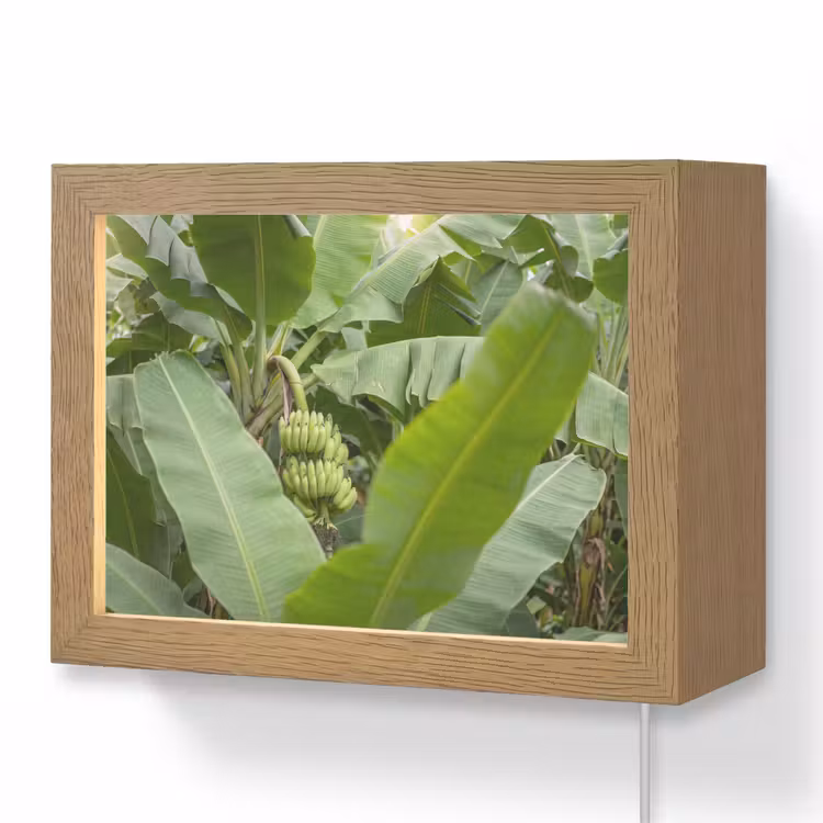 Lightbox - Wandlamp - Eten - Bananen - Plantage - Groen — 1