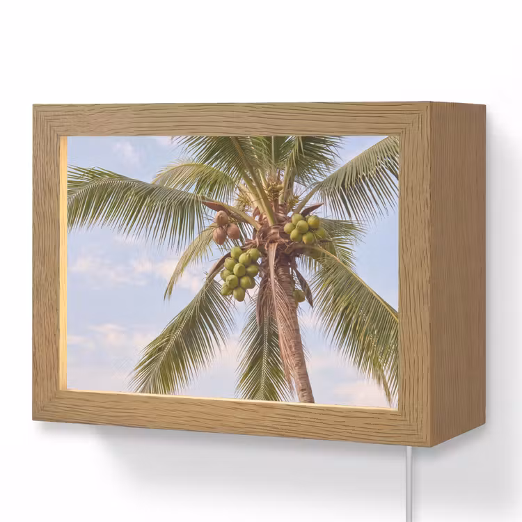 Lightbox - Wandlamp - Kokosnoot - Boom - Tropisch - Natuur - Groen — 1
