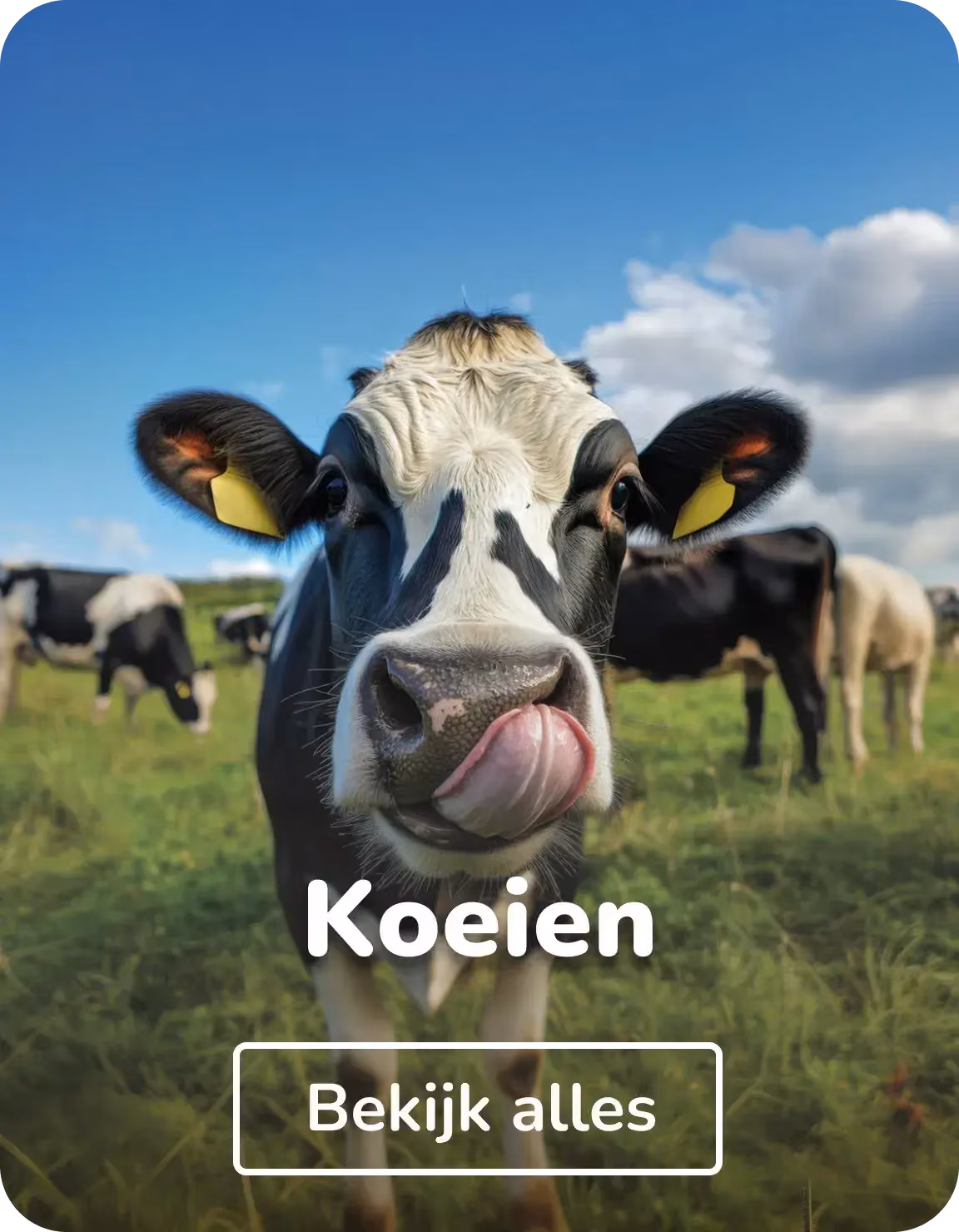 Canvas schilderijen koeien