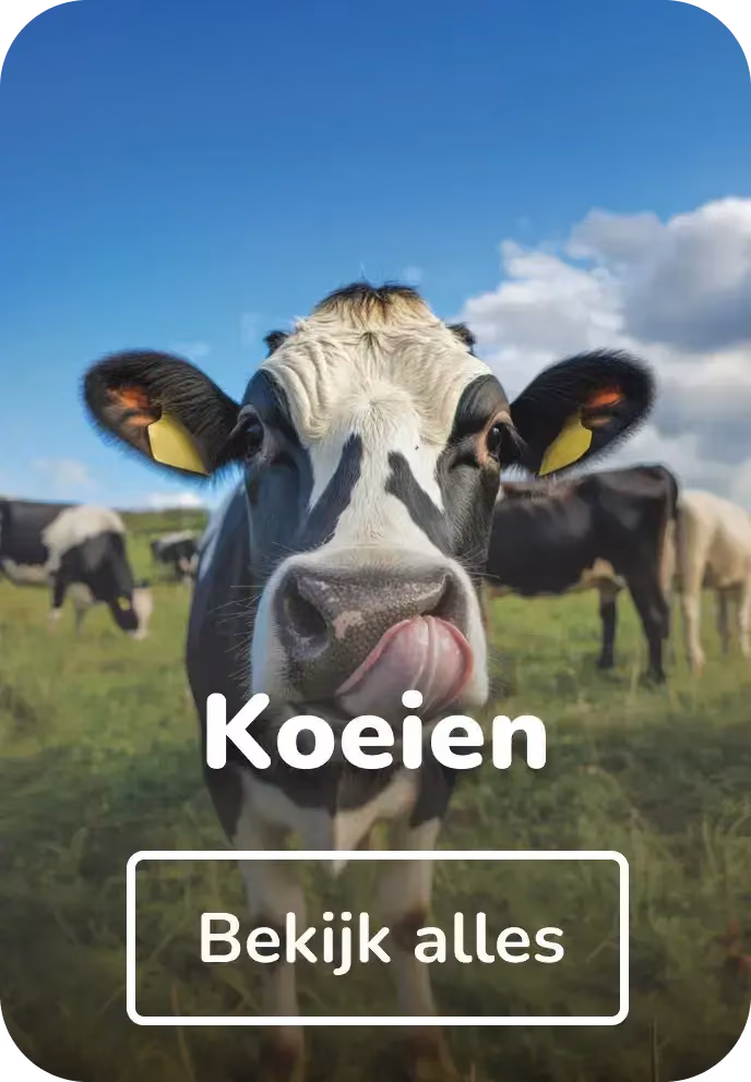 Canvas schilderijen koeien