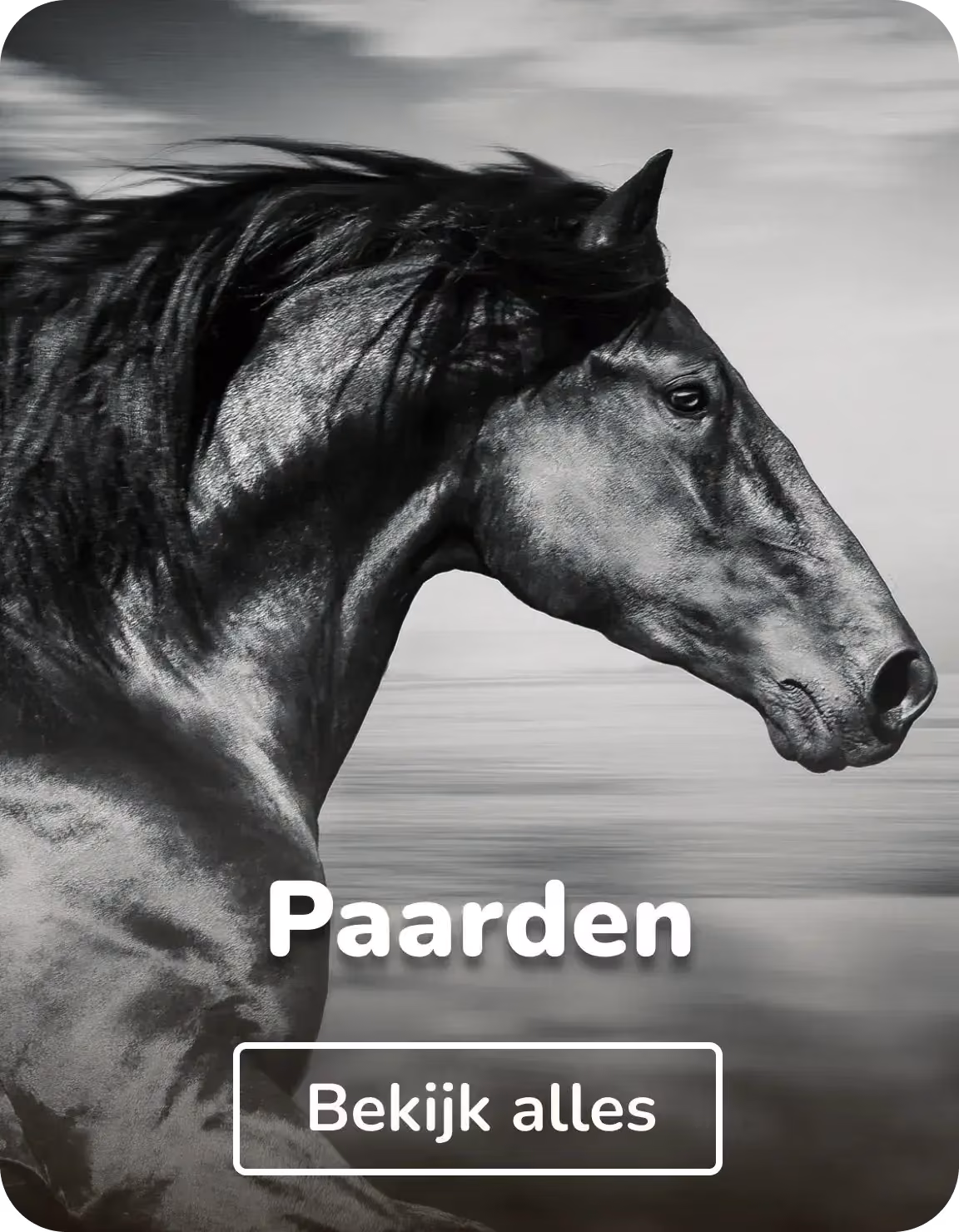 Canvas schilderijen paarden