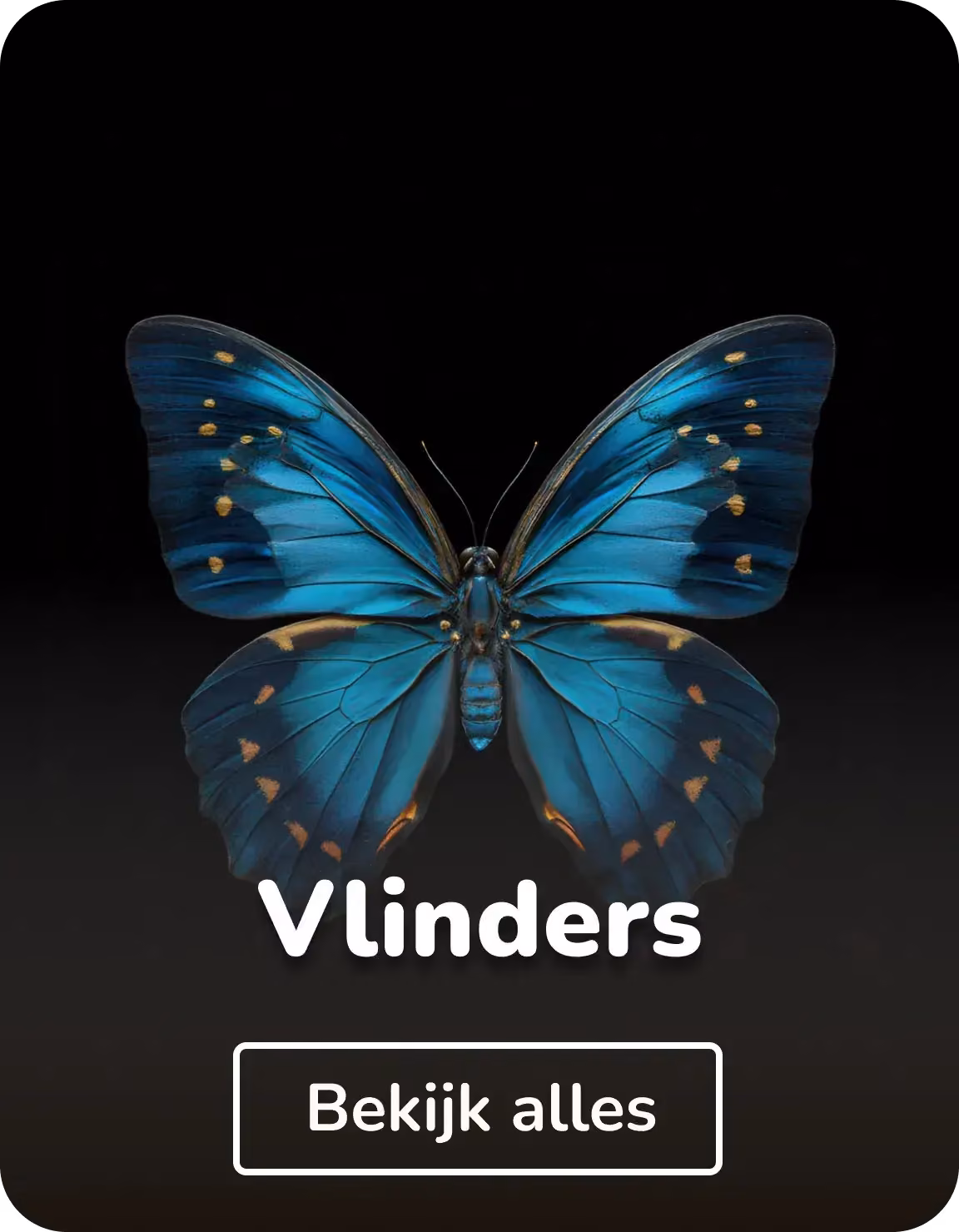 Canvas schilderijen vlinders