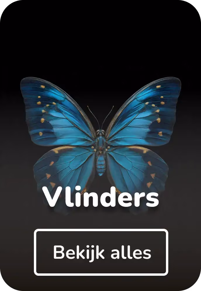 Canvas schilderijen vlinders