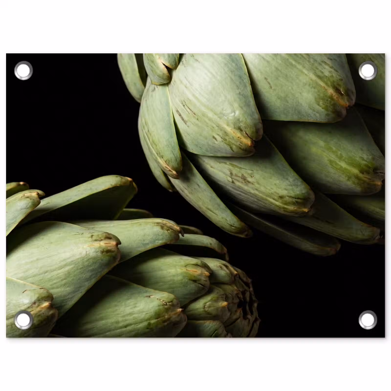 Tuinposter - Artisjok - Groen - Eten — 1