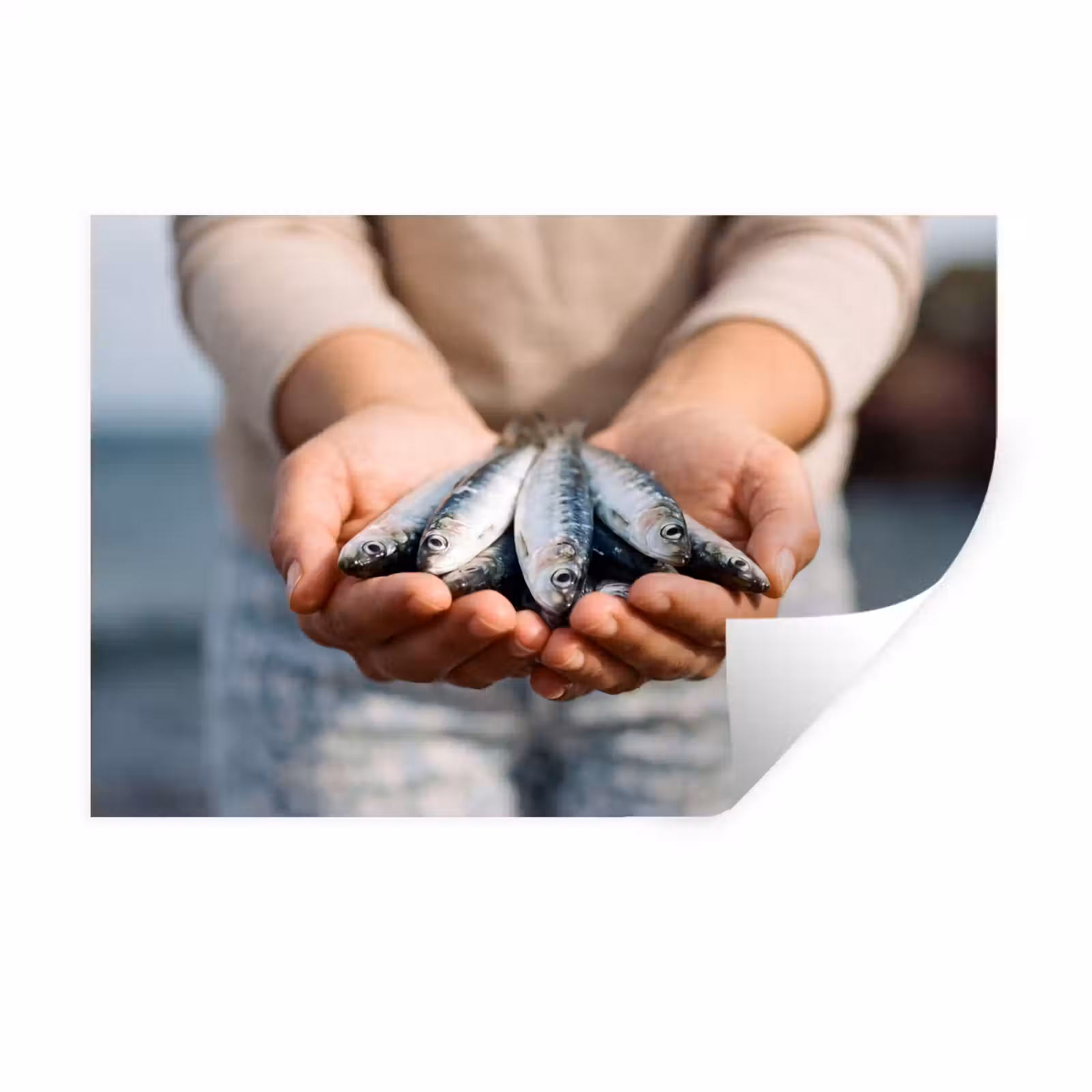 Muursticker - Vis - Handen - Natuur — 1