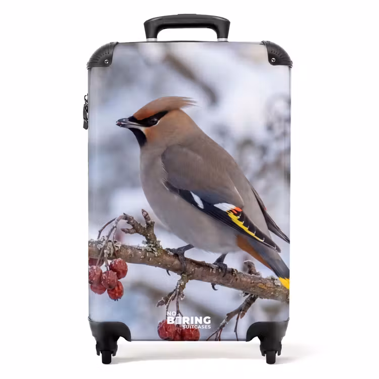 Koffer - Pestvogel - Bessen - Winter - Natuur — 1