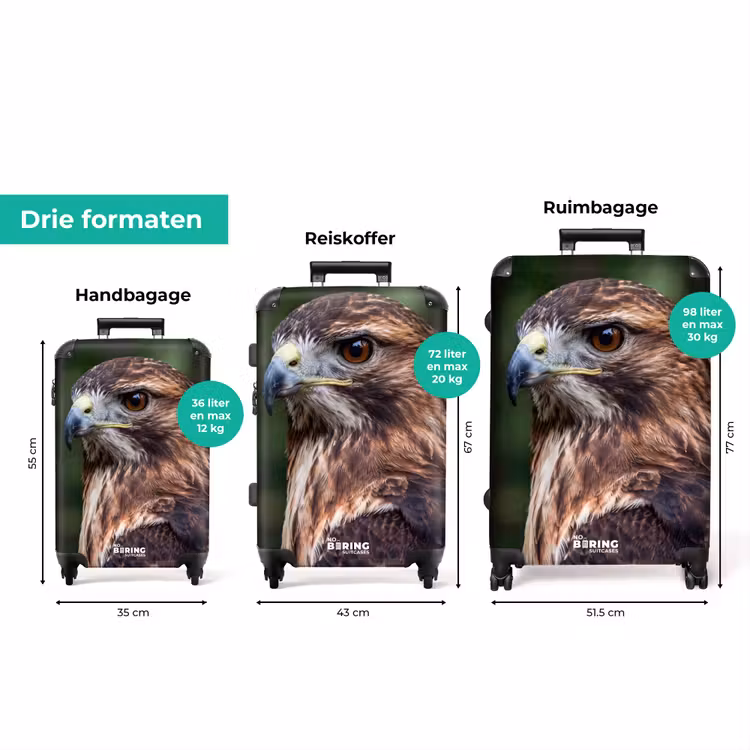 Koffer - Buizerd - Roofvogel - Natuur - Bruin — 8