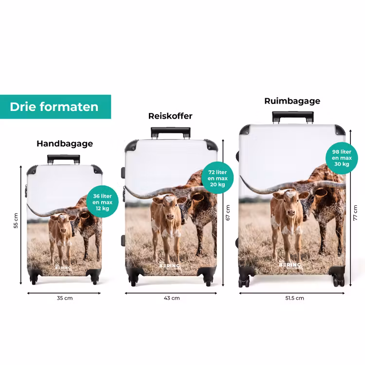Koffer - Texas Longhorn - Kalf - Weide - Dieren — 8