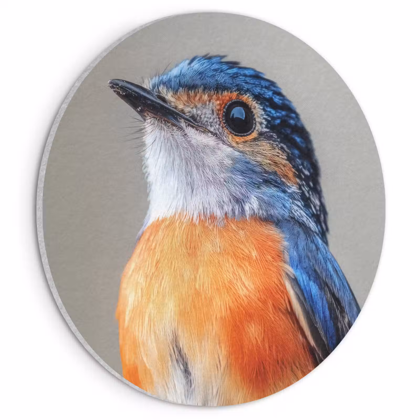 Akoestisch schilderij rond - Kleurrijk - Vogeltje - Veren - Blauw — 1