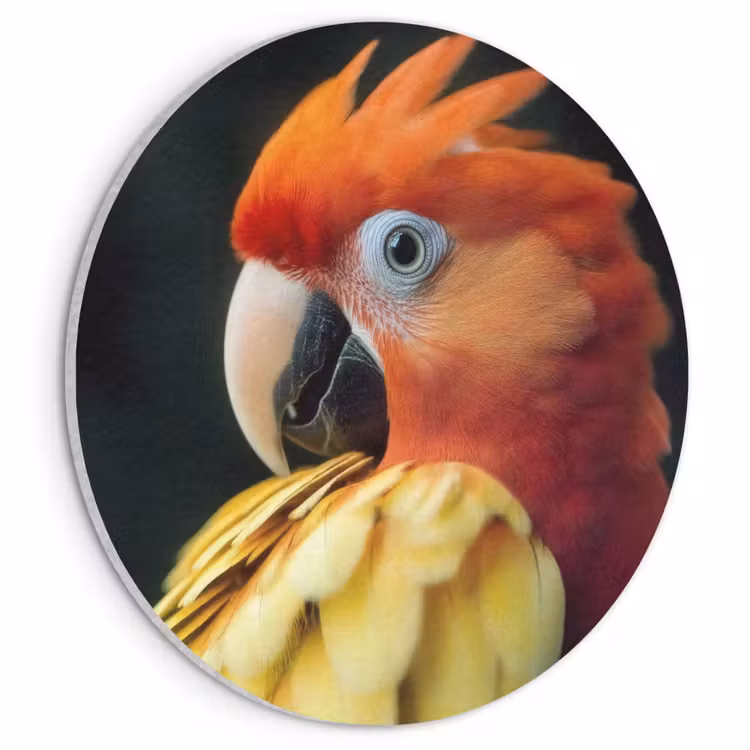 Akoestisch schilderij rond - Close-up - Papegaai - Veren - Oranje — 1
