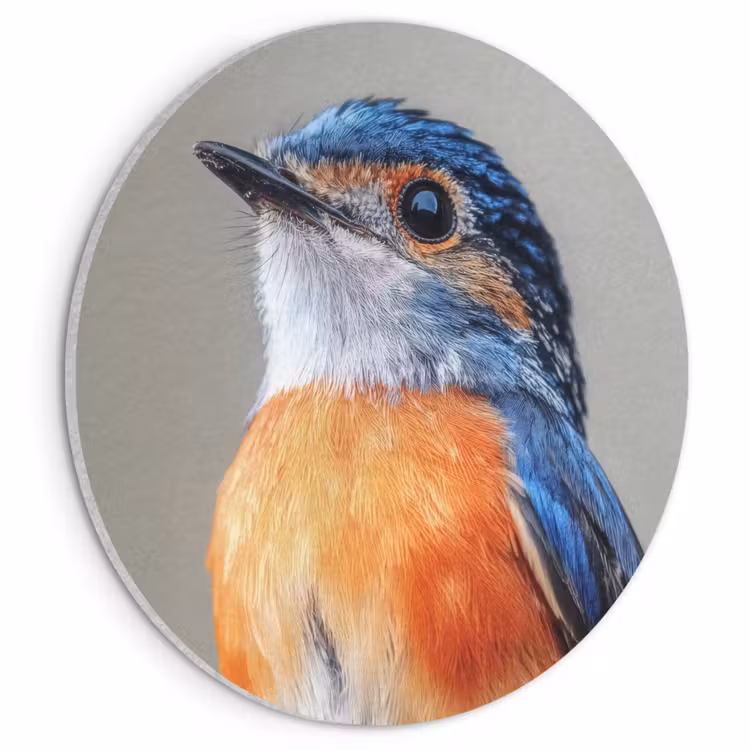 Akoestisch schilderij rond - Kleurrijk - Vogeltje - Veren - Blauw — 1