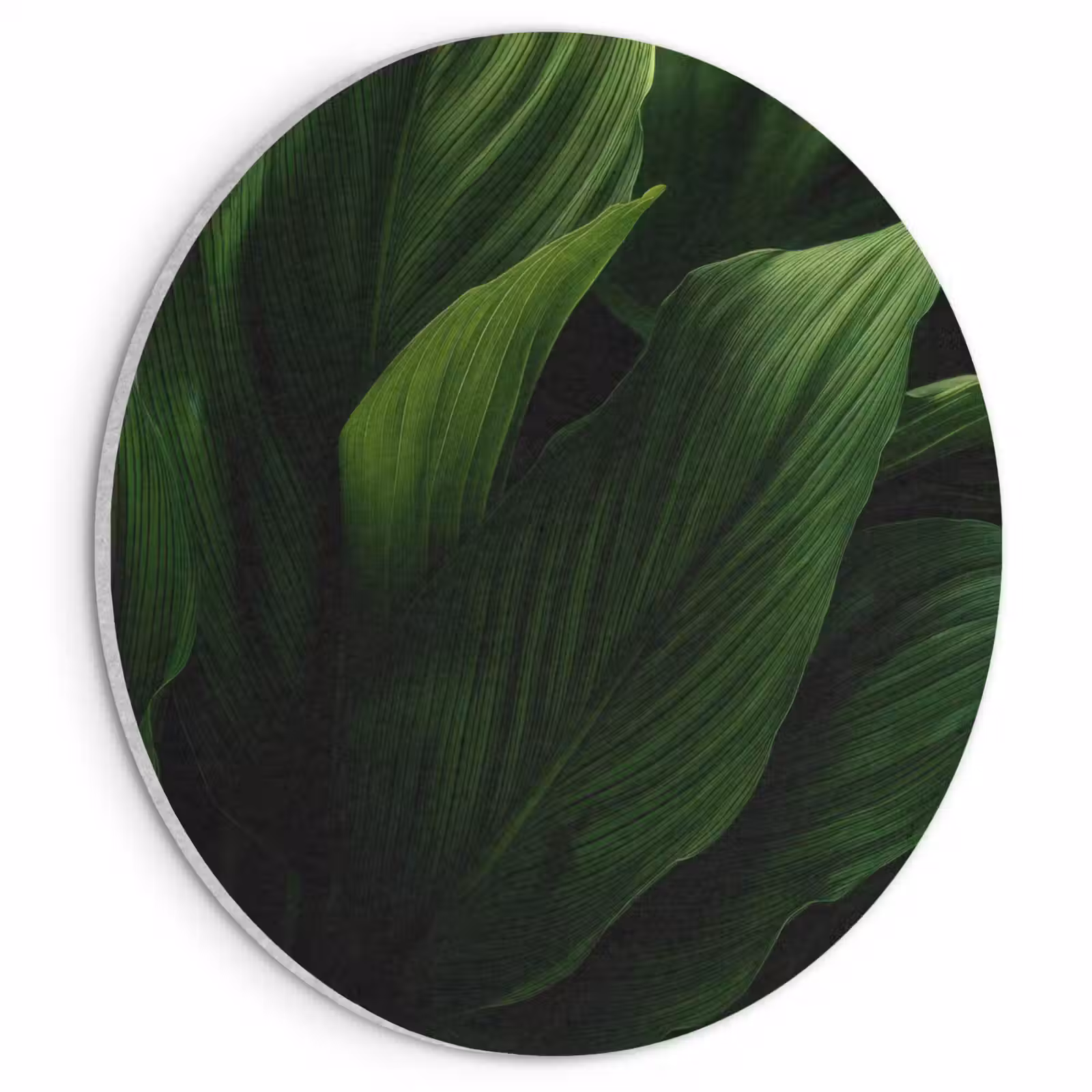 Akoestisch schilderij rond - Bladeren - Schaduw - Groen - Textuur — 1