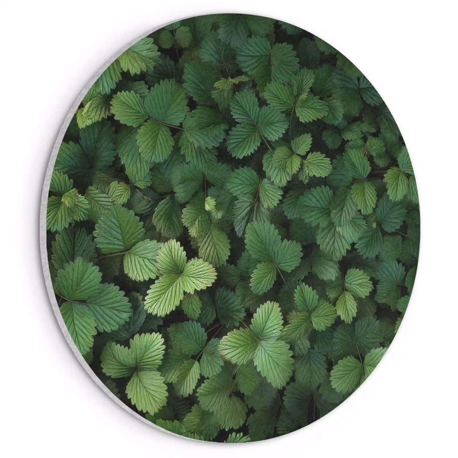 Akoestisch schilderij rond - Groen - Bladeren - Kartel - Zonlicht — 1