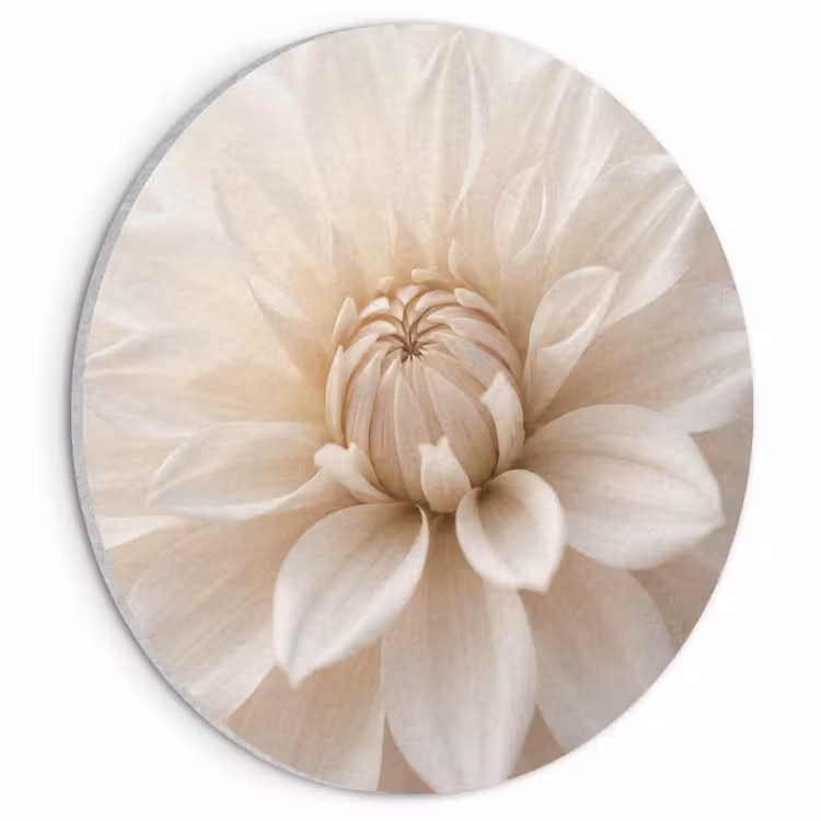 Akoestisch schilderij rond - Bloem - Dahlia - Wit