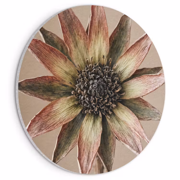 Akoestisch schilderij rond - Droogbloem - Protea - Vintage - Beige - Rustiek