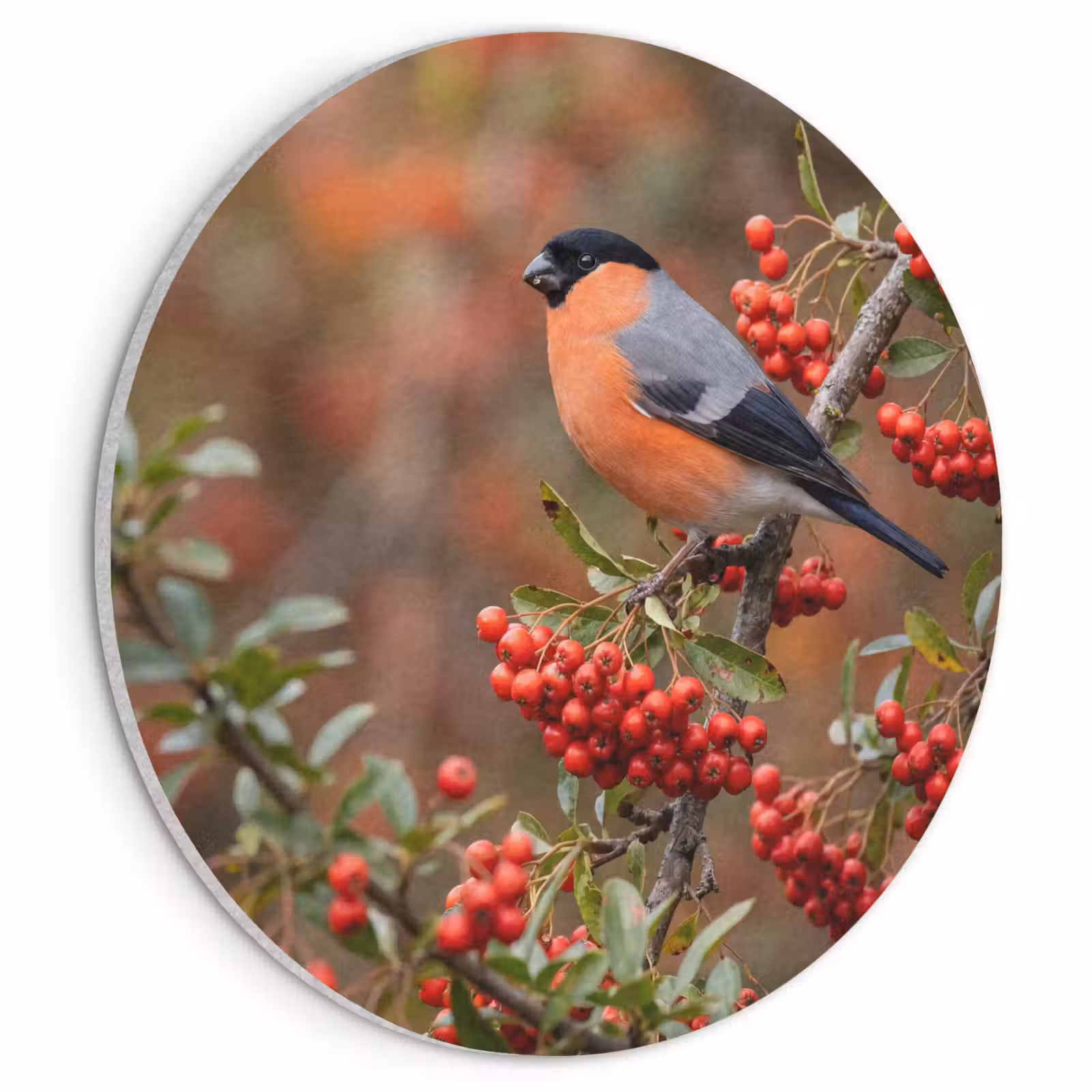 Akoestisch schilderij rond - Goudvink - Bessen - Herfst - Natuur - Kleurrijk — 1