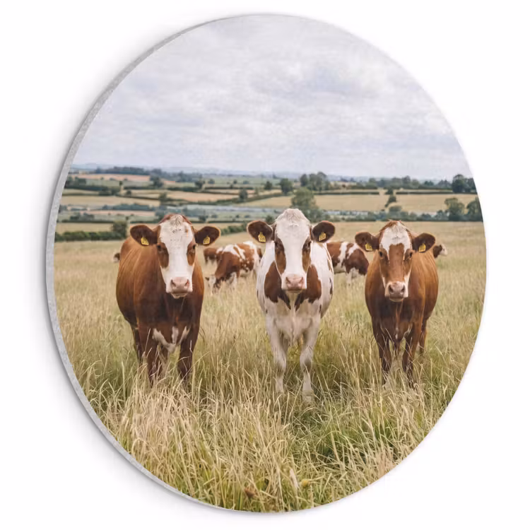 Akoestisch schilderij rond - Koeien - Portret - Weide - Boerderij - Nieuwsgierig