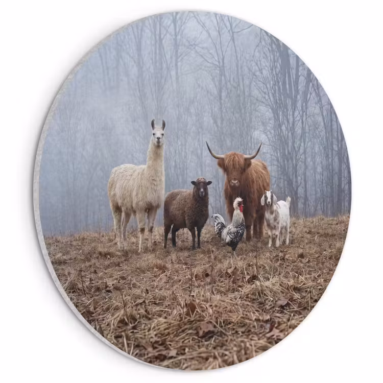 Akoestisch schilderij rond - Boerderijdieren - Groep - Mist - Natuur - Rustiek