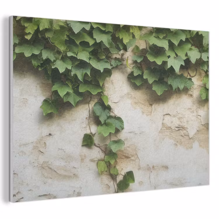 Akoestisch schilderij - Klimop - Muur - Groen — 1