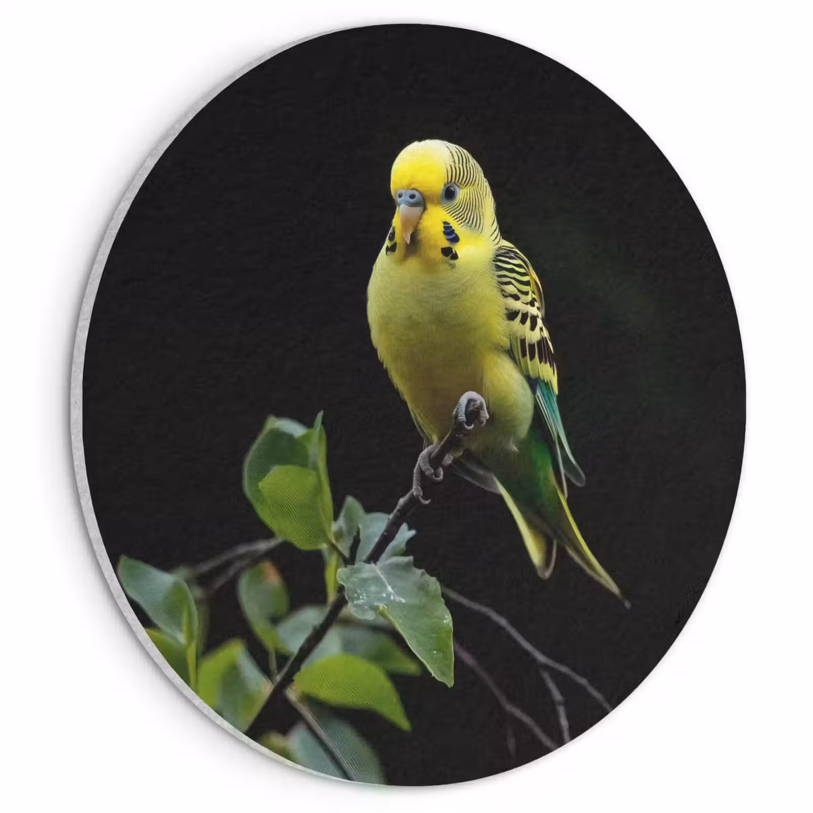 Akoestisch schilderij rond - Parkiet - Tak - Bladeren - Geel — 1