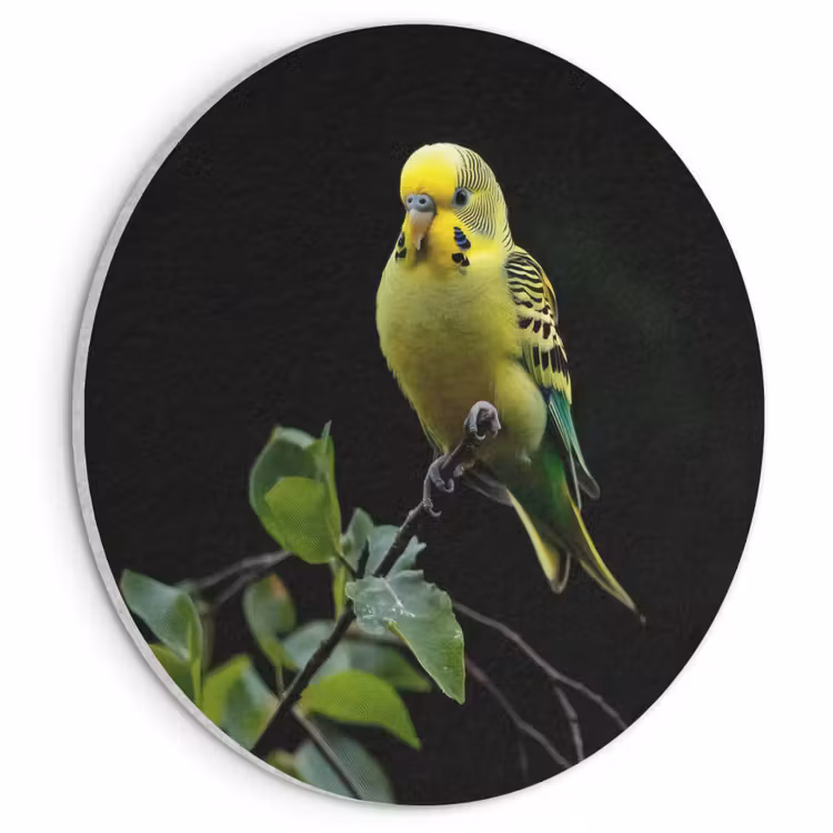 Akoestisch schilderij rond - Parkiet - Tak - Bladeren - Geel — 1