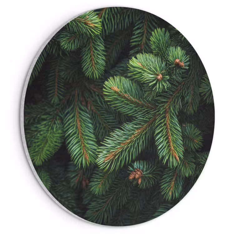 Akoestisch schilderij rond - Sparrentakken - Knoppen - Naalden - Groen — 1